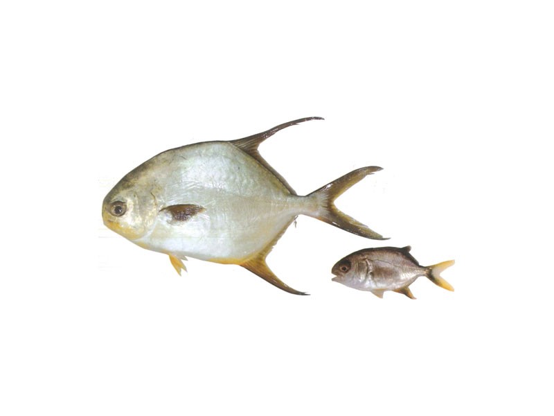 鼻涕鱼
